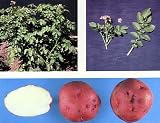 RED PONTIAC Potato-2 lbs Organic Certified Seed(Tuber)