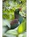 Photographic Prints of New Zealand Pigeon - portrait of an adult one sitting in a tree feeding on from Ardea Wildlife Pets