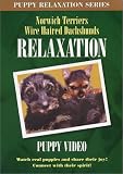 DVD : Norwich - Dachshund Relaxation