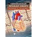 Cardiovascular Physiology Concepts