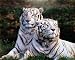 White Bengal Tigers 16 x 20 Animals Art Print Posters