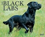 Just Black Labs 2007 Calendar (Just)