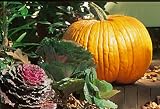 Frameable Art Card for Thanksgiving - Still Life with Pumpkin