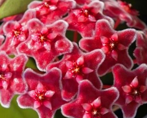 Hoya carnosa red - Porcelainflower - wax plant - 10 seeds Hoya carnosa red - Porcelainflower - wax plant - 10 seeds
