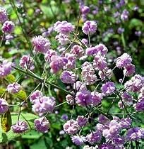 Hewitt's Double Meadow Rue - Thalictrum - SHADE