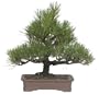 Brussel's Black Pine Specimen Tree