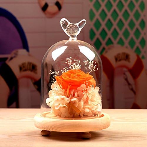 Glass Cloche Dome Cover Terrarium Container Miniature Display Bell Jar With Wooden Tray