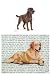 Labrador (Chocolate) Glass Cutting Board