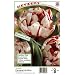 Keyzers Tulpe Carnaval de Nice, 12 St�ck Zwiebelumfang 11/12