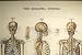 Skeleton Art Poster By Cavallini & Co.