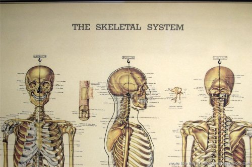 Skeletal Art Poster By Cavallini & Co.