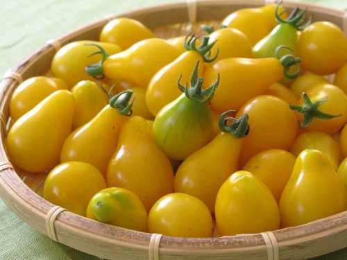 Yellow Pear Tomato 4 Plants - Perfectly Shaped Yellow Pear Tomato 4 Plants - Perfectly Shaped