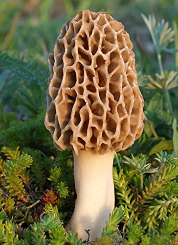 25 G Dry Seeds Spores Morels Morchella Garden Mushrooms Kit Fungus 25 G Dry Seeds Spores Morels Morchella Garden Mushrooms Kit Fungus
