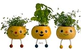 Taterpot Shorty by noted - Basil Mint Oregano - 3 Herb Plants Set
