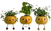 Taterpot Shorty Herb Plants Set of 3 - Basil Mint Oregano