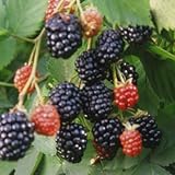 木いちご：ブラックベリー　メルトントロンデス[メルトンソーンレス]3.5号ポット[豊産性キイチゴ][苗木]