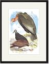Black Framed/Matted Print 17x23, California Condor, Turkey Buzzard, and Carrion Crow