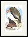 Black Framed/Matted Print 17x23, California Condor, Turkey Buzzard, and Carrion Crow