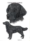 Flat-Coated Retriever - Double Image by Cindy Farmer
