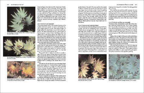Japanese Maples under Plants in The Books Store
