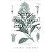 Science and Colonial Expansion: The Role of the British Royal Botanic Garden
