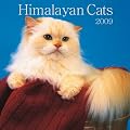 Himalayan Cats 2009 Square Wall Calendar