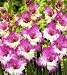 Outdoor Living : 10 Maggie Border Gladiolus Bulbs -Shipping begins 01/07