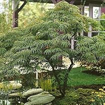 Japanese Green Maple