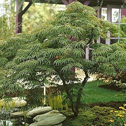 Japanese Green Maple