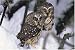 Saw-whet Owl, Sierra Club Boxed Holiday Cards