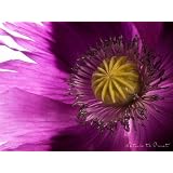 Blumen-Wandbild: Lila Schlafmohn als Kunstdruck / Fotoprint im Format 60cm x 45cmvon "NatureToPrint"