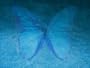 Blue Butterfly Art Poster by Lente Louisa - 31" x 23"