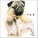 CoasterStone Pug