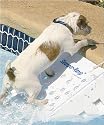 Regular Skamper Ramp for animals up to 45 Pounds # SKR1