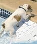 Small Skamper Ramp SKR1 Dog Safety Pool / Boat Ladder up to 45 lbs