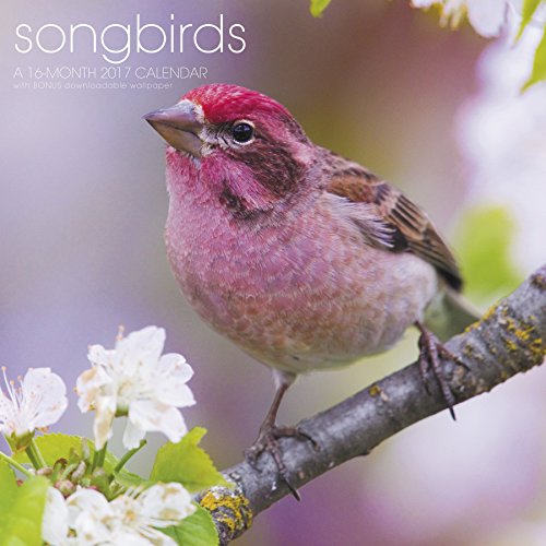 Songbirds Wall Calendar (2017)