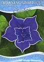 Livingston Seed Co. 6472 Morning Glory - Picotee Blue Seed Packet