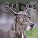 Great Danes 2000 Calendar