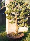 Amazon / Hirt's: Soledad Pine 4 Seeds - Pinus torreyana - Bonsai