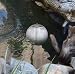 Koolscapes Solar Pond Lighting