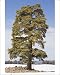 Photographic Prints of Atlas Cedar Tree - in winter in the Middle Atlas Mountains from Ardea Wildlife Pets