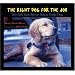 Right Dog for the Job: Ira's Path from Service Dog to Guide Dog