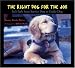 golden retriever - Right Dog for the Job: Ira's Path from Service Dog to Guide Dog