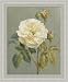 Heirloom White Rose by Danhui Nai Vintage Victorian Flower Wall Art Print Framed Décor