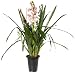 Ashcroft Gardens Cymbidium Intermediate 2-3 Spike, Pink