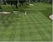 Custom Play Golf Gold (PC CD)