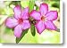 Floral background. Desert rose. Canvas Print / Canvas Art - Artist MotHaiBaPhoto Prints