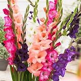 Gladiolus Bulbs Sunset Mix