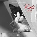 Cats 2012
