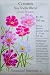 Heirloom Cosmos Sea Shell Blend Seeds 40 Seeds